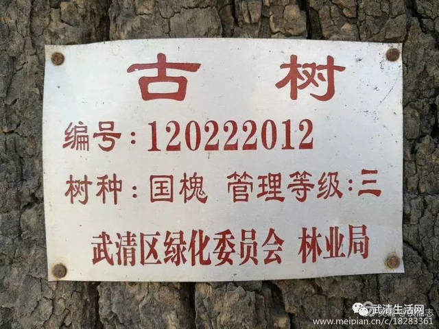 六百多年历史的古树